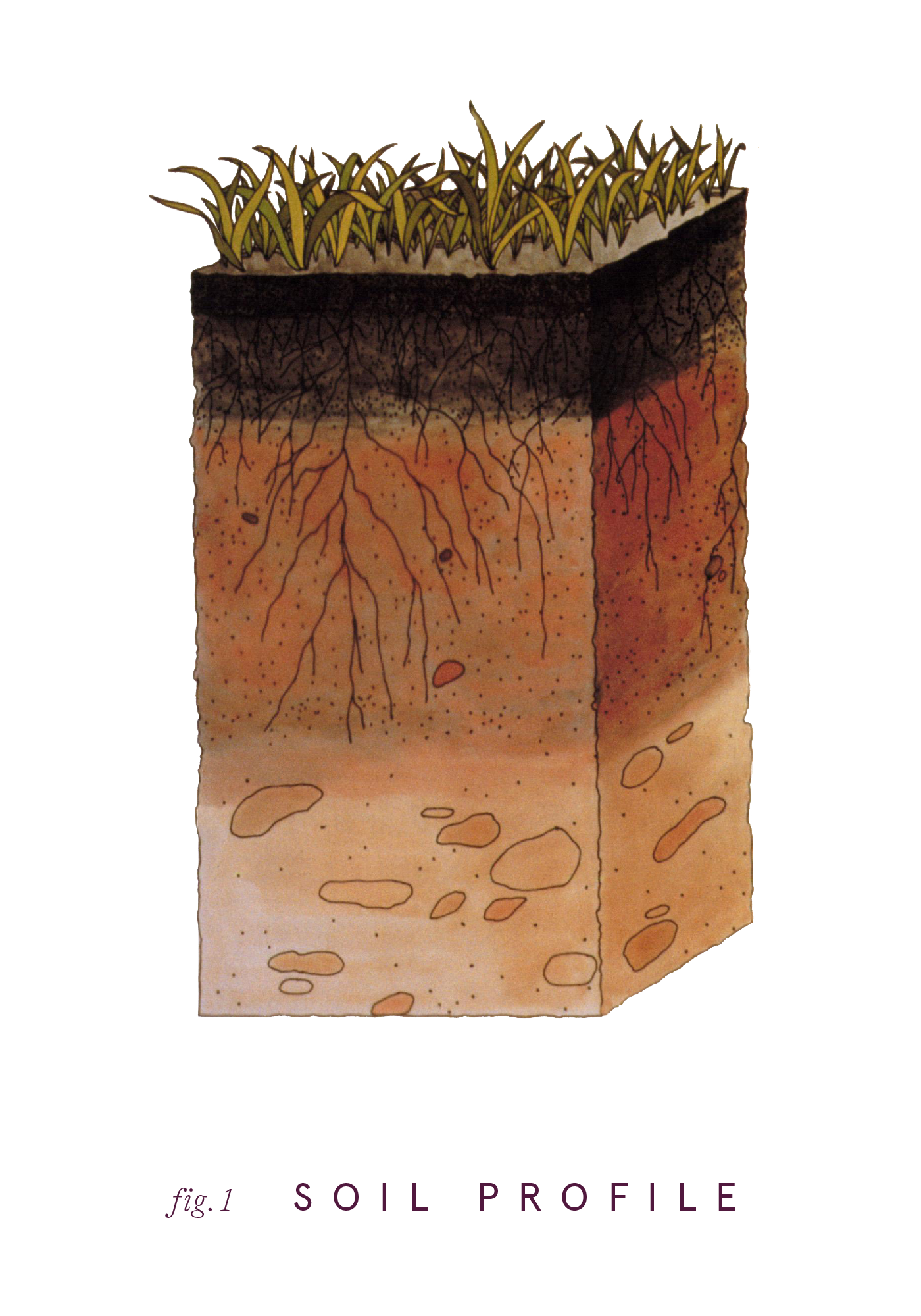 Loam_SoilProfile